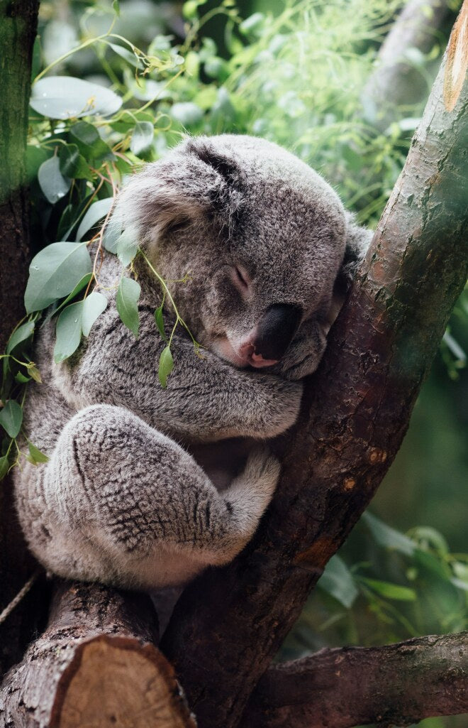 Sleeping Koala